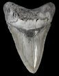 Serrated, Megalodon Tooth - Georgia #63942-1